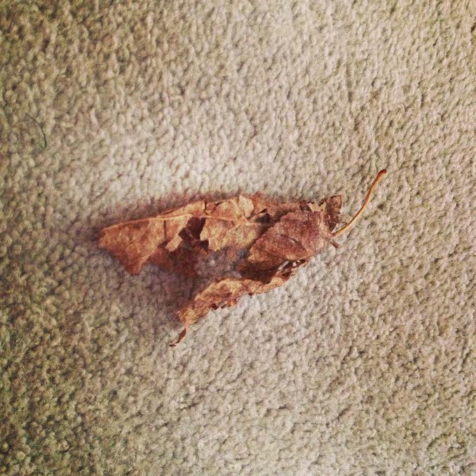 Giant mutated moth? Or common garden leaf?